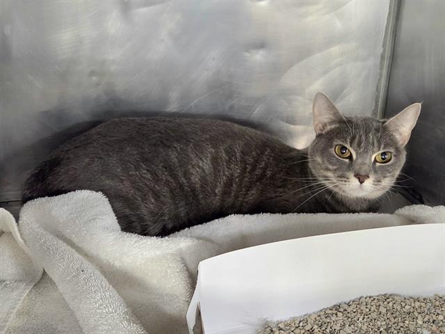 Enlarge ELOISE, a Adoptable Domestic Short Hair in Panama City, FL image 1/2