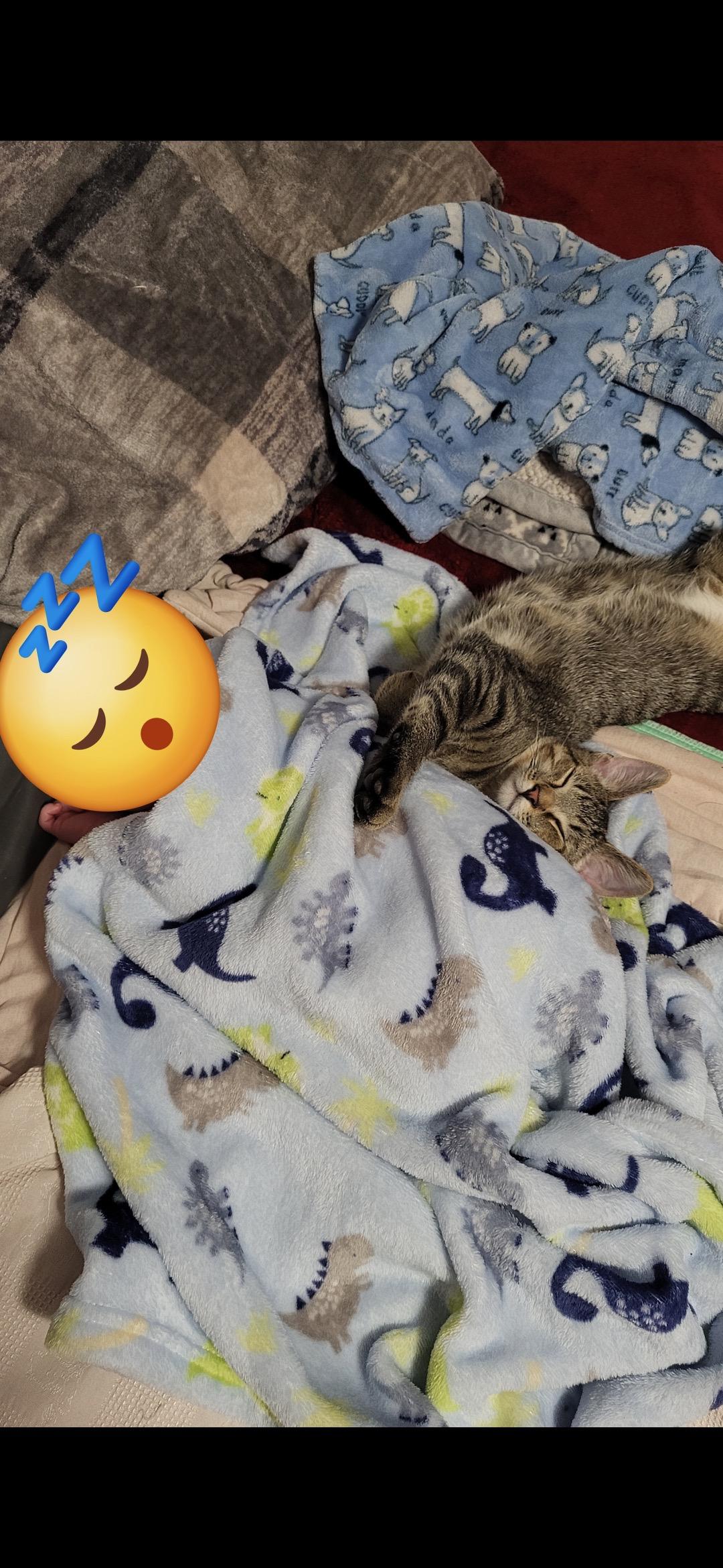 Ulrich, Adoptable, Young Male Tabby.