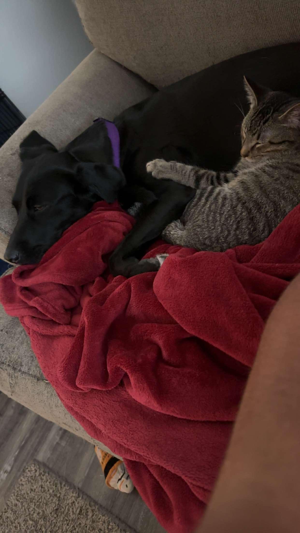 Ulrich, a Adoptable Tabby in Pocatello, ID image 3/3