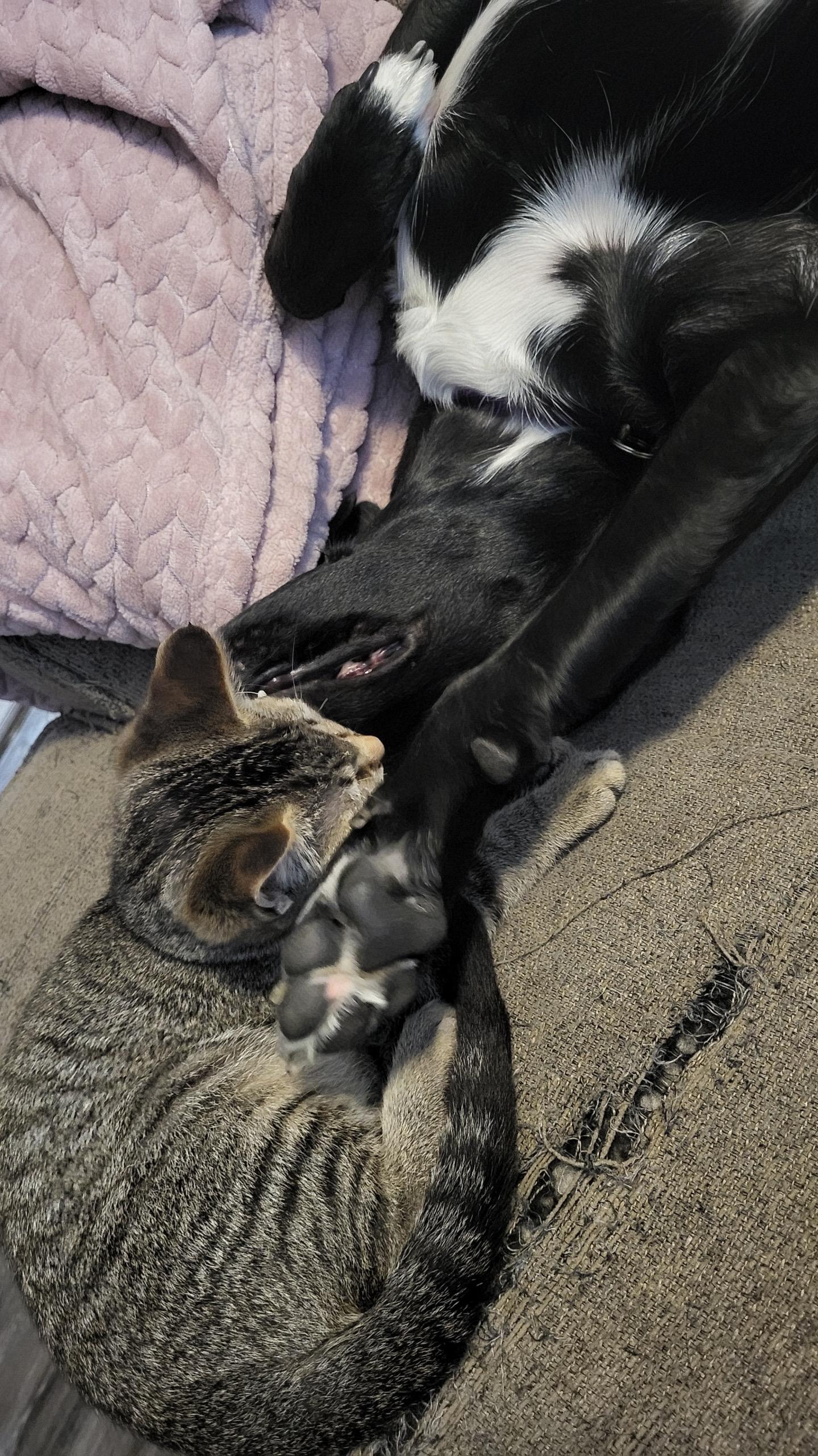 Ulrich, a Adoptable Tabby in Pocatello, ID image 2/3