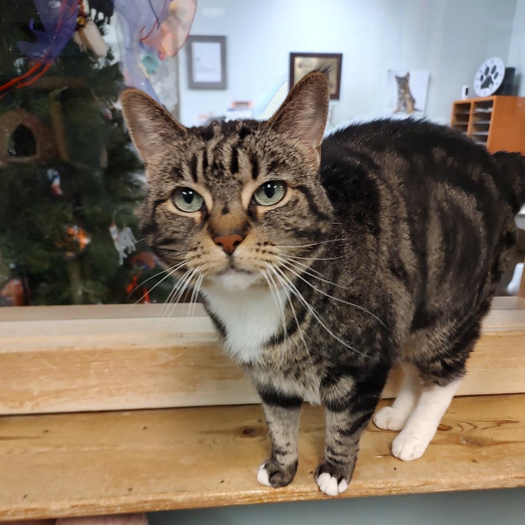 Cleo, Adoptable, Adult Female Domestic Short Hair.