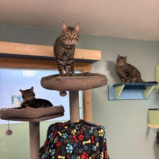 Enlarge Cleo, a Adoptable Domestic Short Hair in Driggs, ID image 2/5