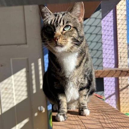 Enlarge Cleo, a Adoptable Domestic Short Hair in Driggs, ID image 3/5