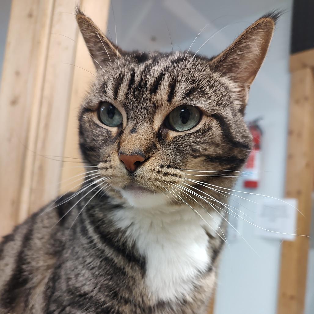 Enlarge Cleo, a Adoptable Domestic Short Hair in Driggs, ID image 4/5