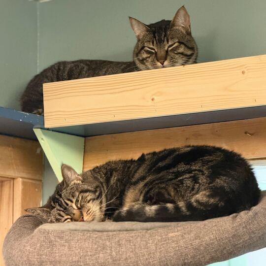 Enlarge Cleo, a Adoptable Domestic Short Hair in Driggs, ID image 5/5