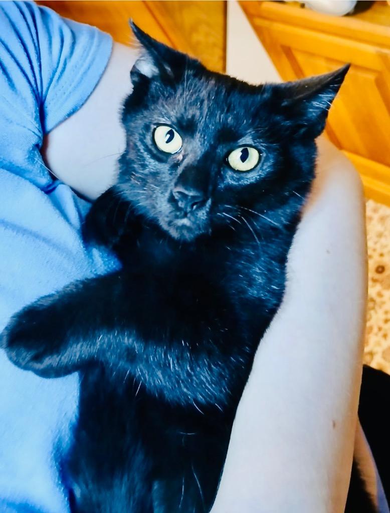 Mazin, a Adoptable mixed breed in Parkville, MD image 2/4