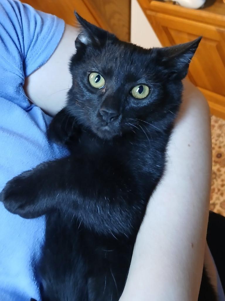 Mazin, a Adoptable mixed breed in Parkville, MD image 4/4