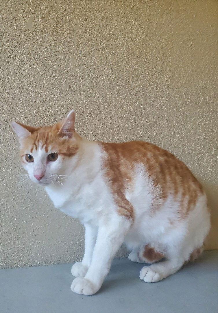 Sugar 2, Adoptable, Young Male Domestic Short Hair.