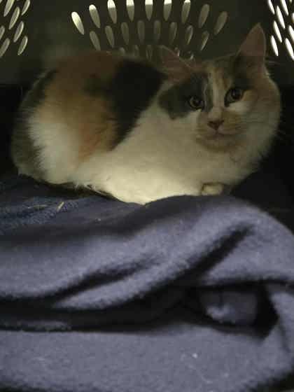 Enlarge Biscoff - WORKING CAT, a Adoptable mixed breed in Neenah, WI image 1/1