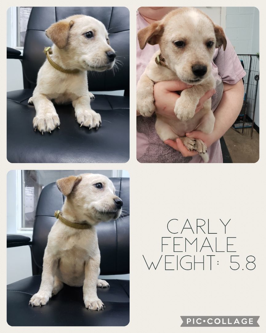 Carly, Adopted, Puppy Female Australian Cattle Dog / Blue Heeler.