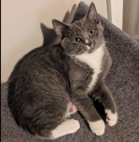 SERENA, Adopted, Young Female Domestic Short Hair.