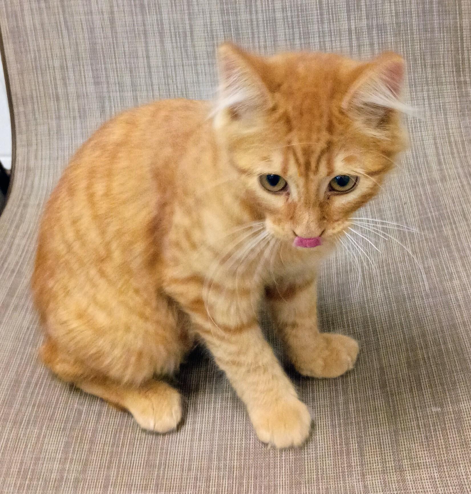 Garfield, an adoptable Domestic Medium Hair in Kearney, NE, 68845 | Photo Image 1