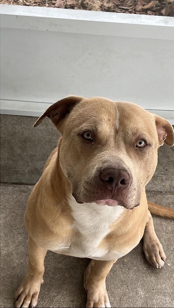 Crown, Adoptable, Adult Female American Bulldog.