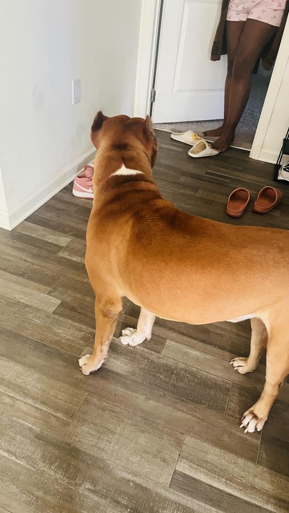 Enlarge Crown, a Adoptable American Bulldog in Orlando, FL image 2/3