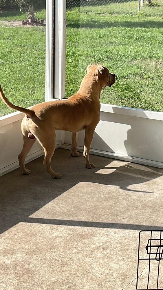 Enlarge Crown, a Adoptable American Bulldog in Orlando, FL image 3/3