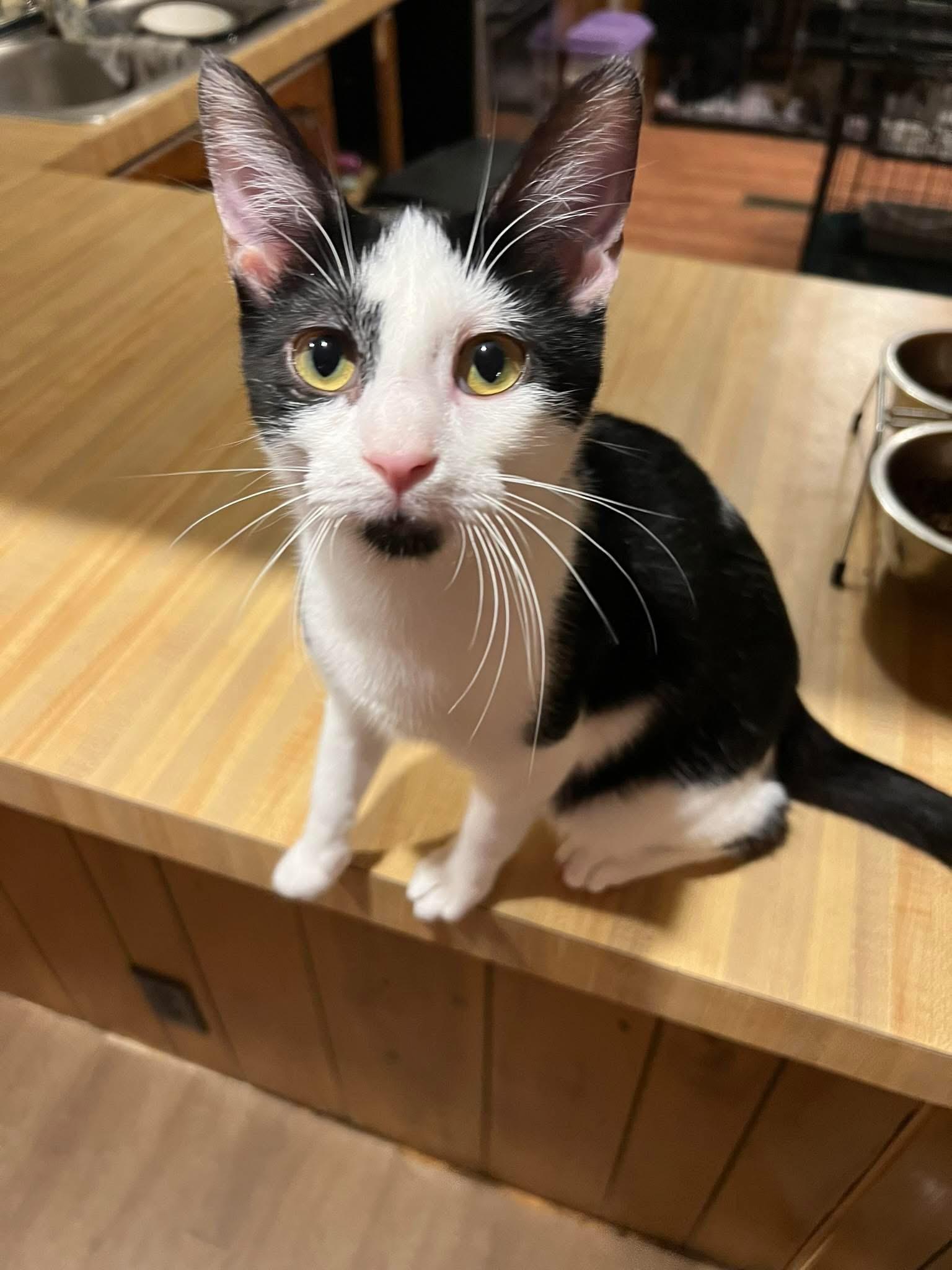 Chip, ADOPTABLE, Kitten Male Domestic Short Hair.