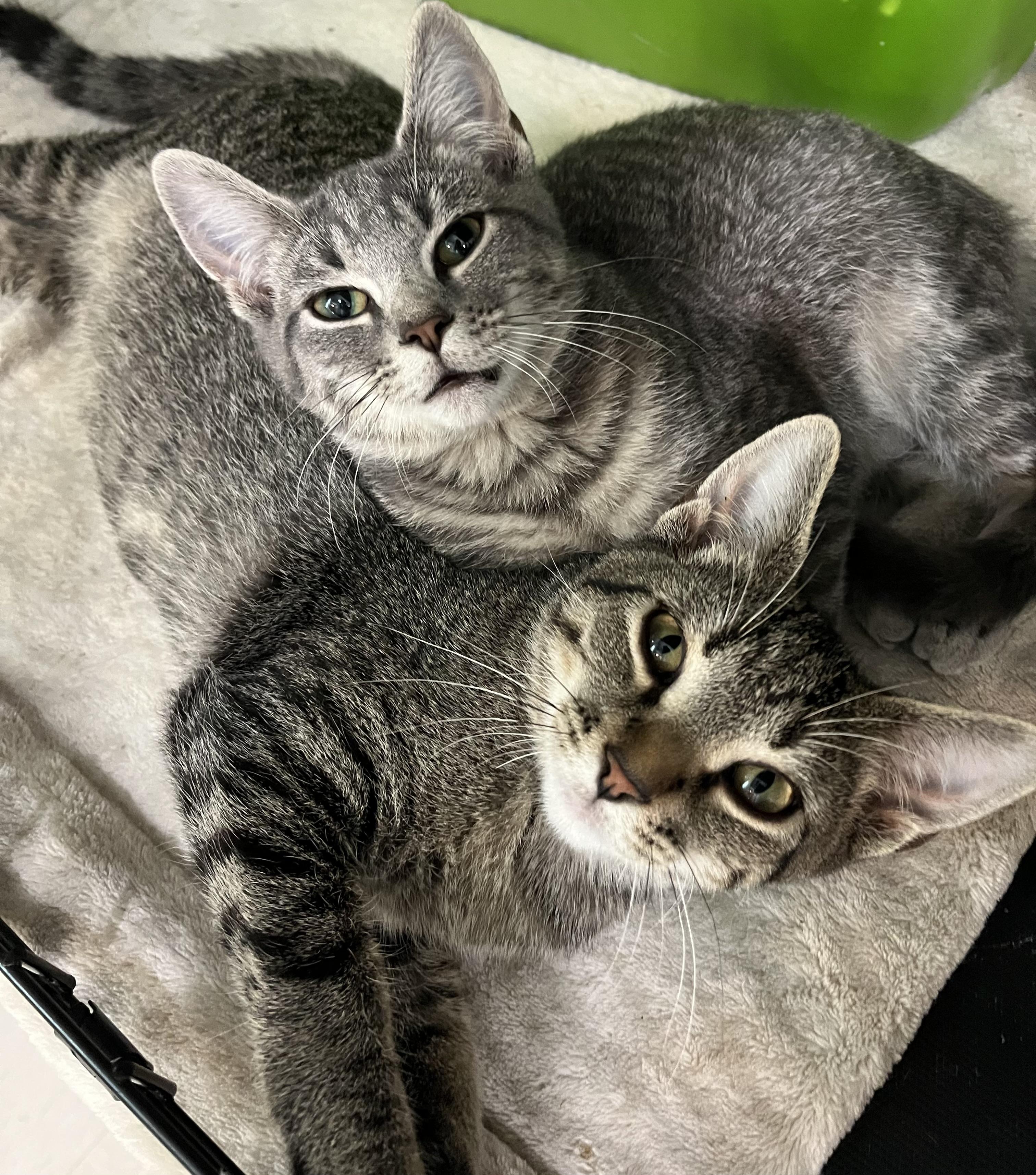 Martin (Marty)-Buttons brother, Adoptable, Kitten Male Domestic Short Hair.