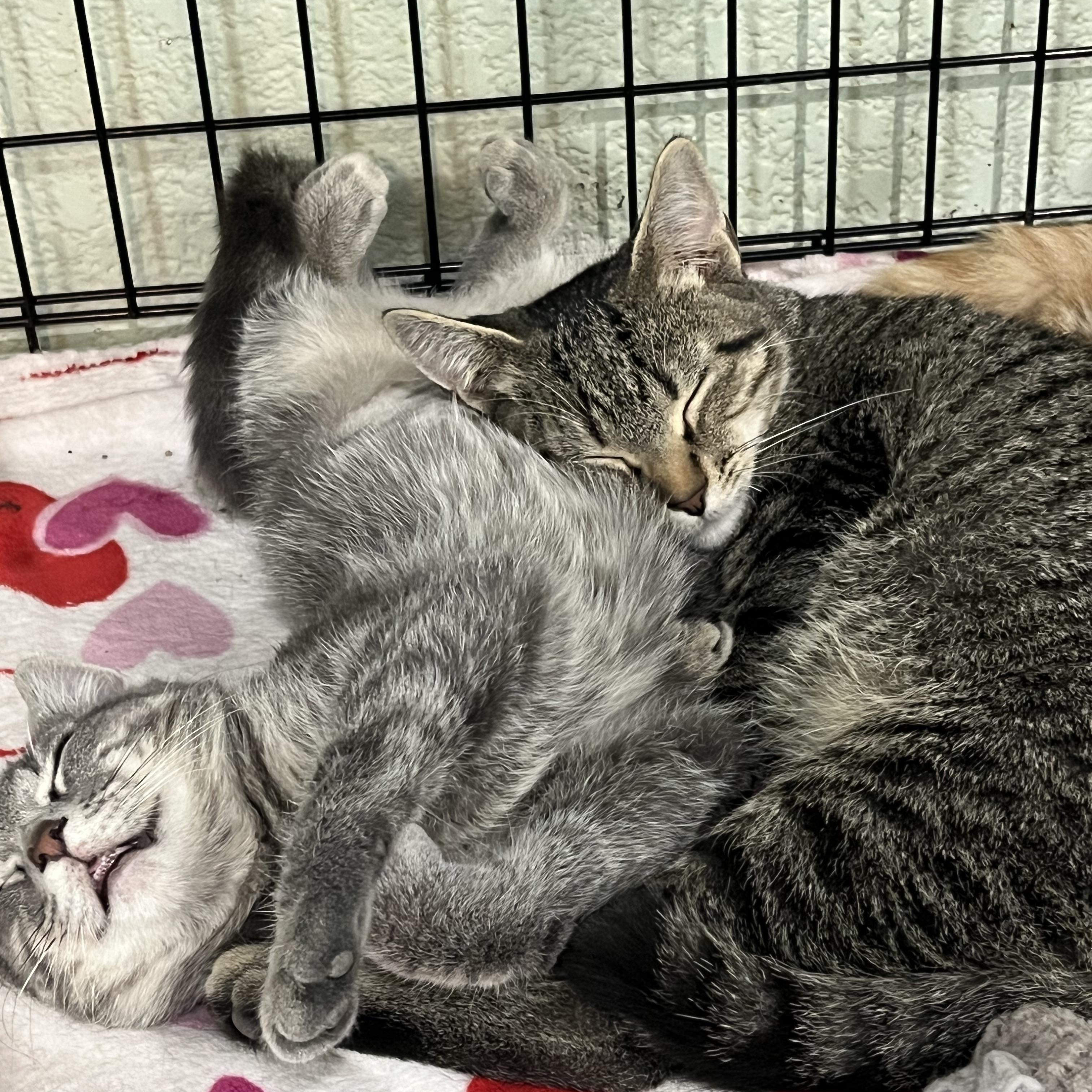 Enlarge Martin (Marty)-Buttons brother, a Adoptable Domestic Short Hair in Moline, IL image 2/2