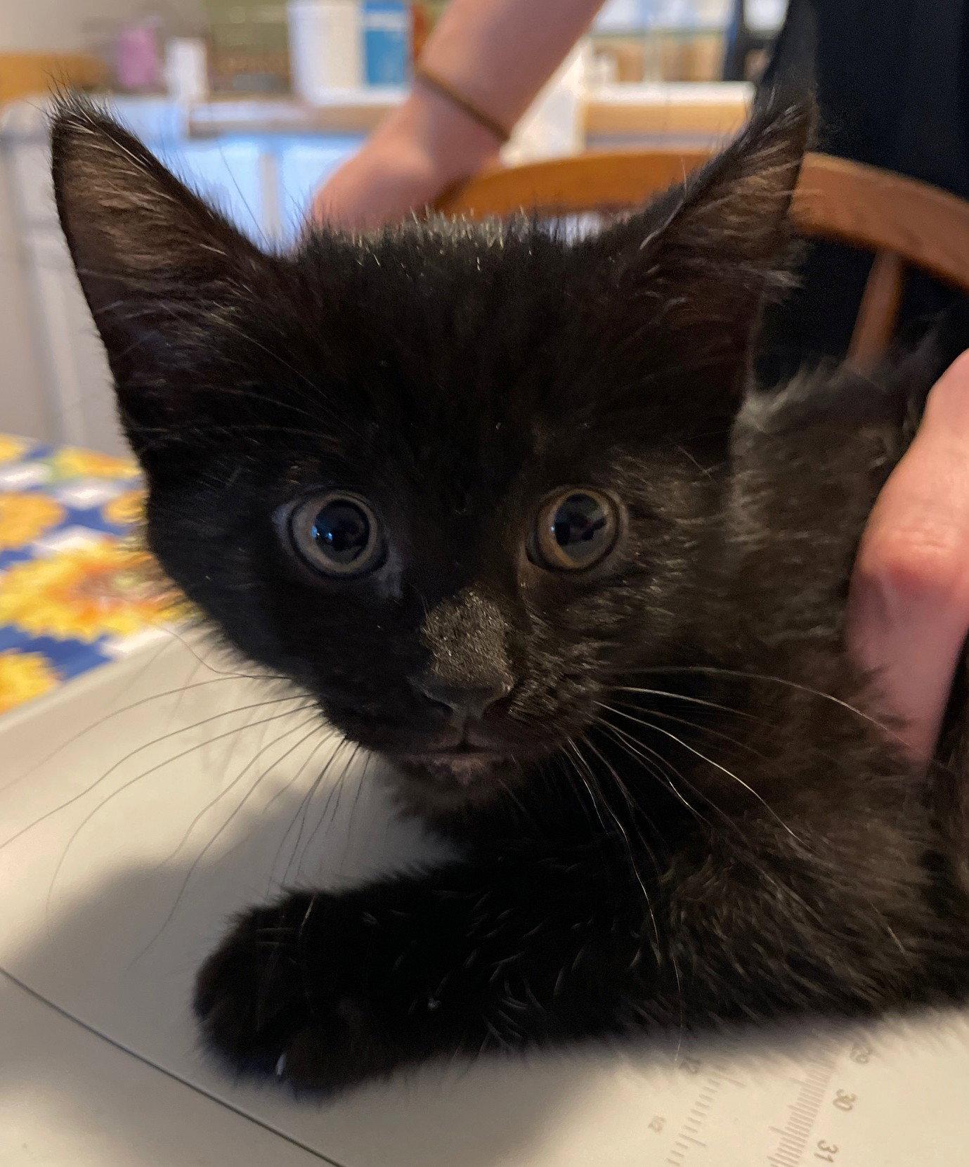 Ash, Adoptable, Kitten Female Domestic Short Hair.