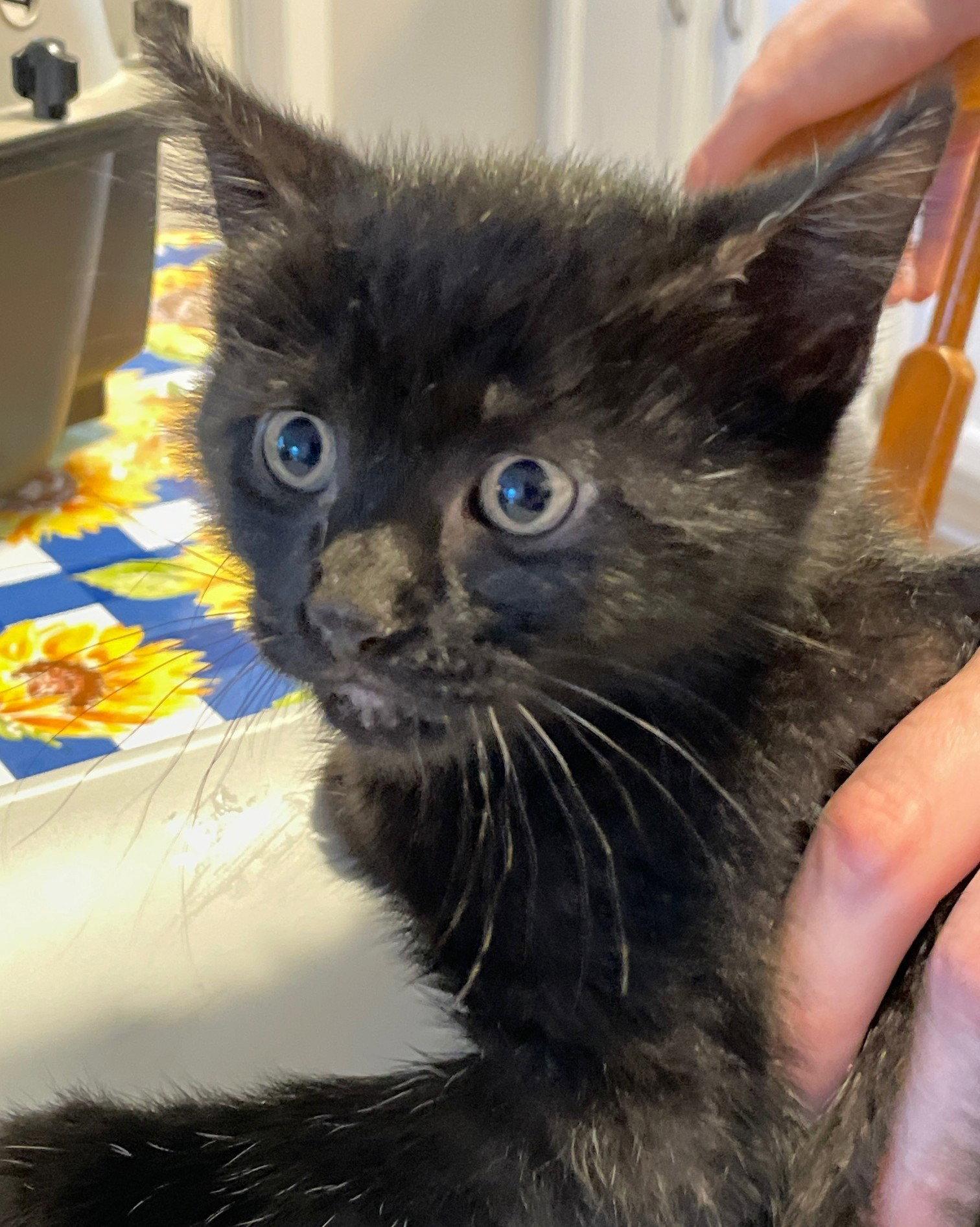 Enlarge Ash, a Adoptable Domestic Short Hair in Island Lake, IL image 2/3