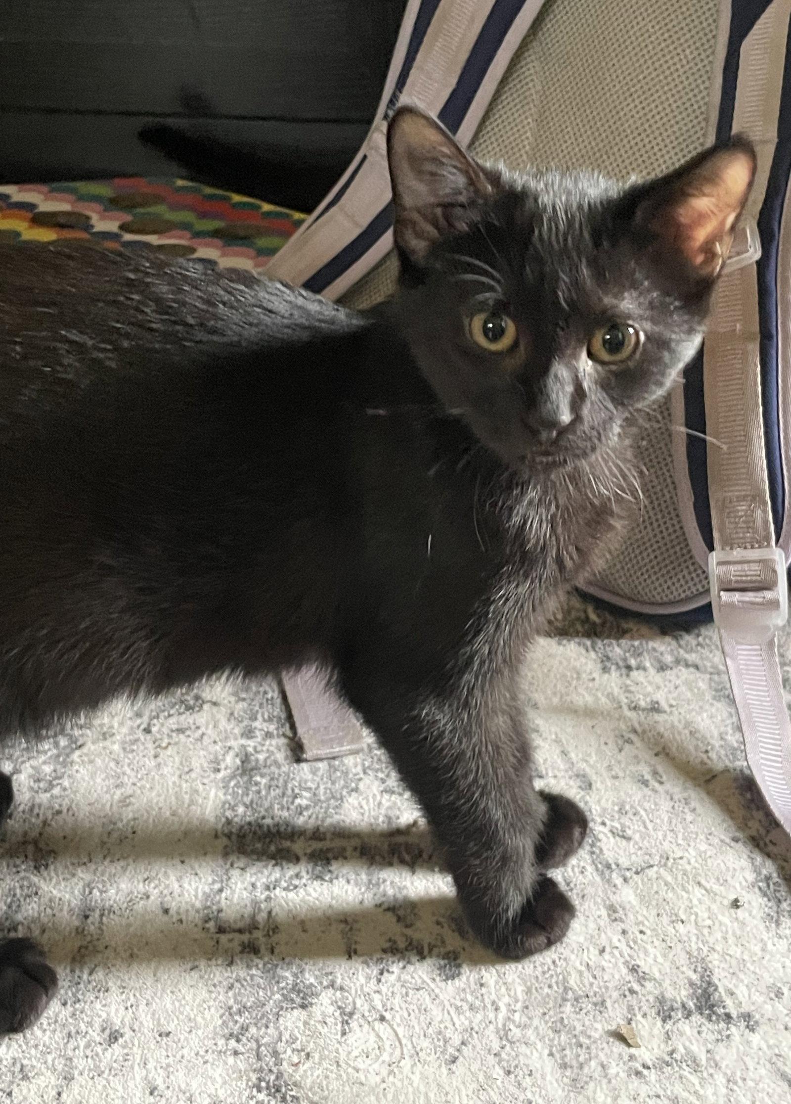 Enlarge Ash, a Adoptable Domestic Short Hair in Island Lake, IL image 3/3