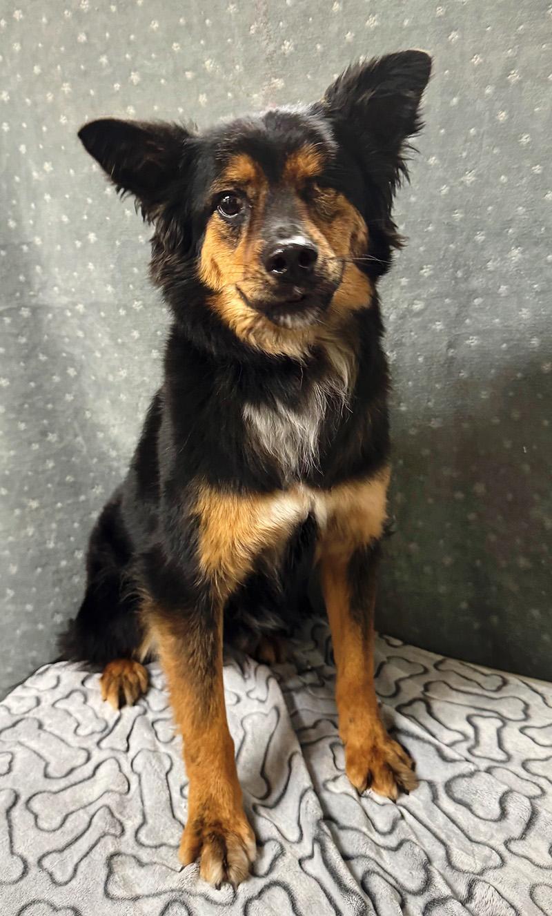 Diego, ADOPTABLE, Adult Male Shepherd.