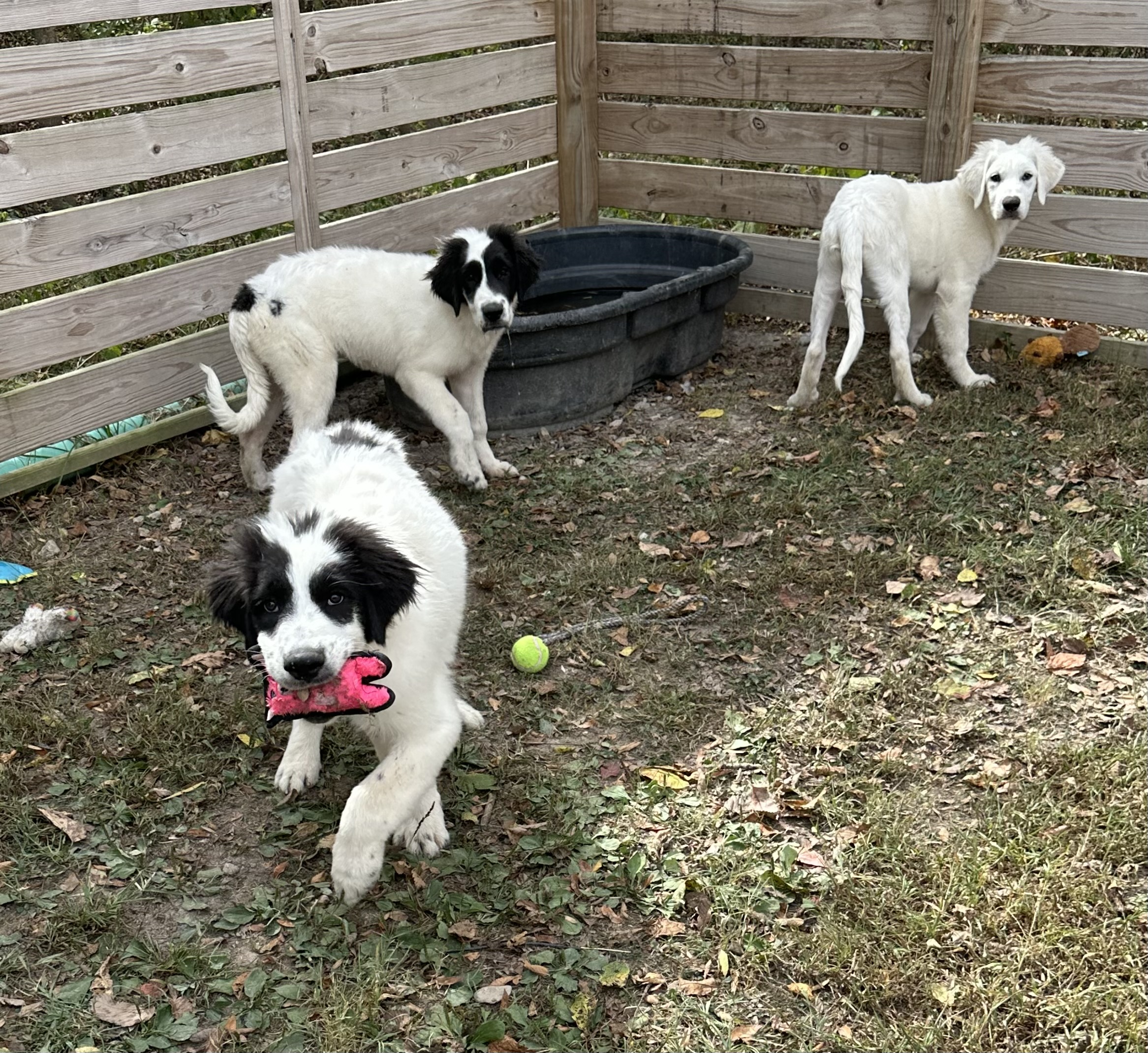 Great Pyrenees Puppies