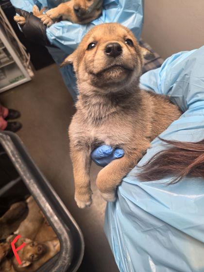 Holly, Adoptable, Puppy Female Shepherd & Mixed Breed.