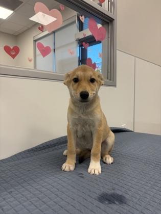 Enlarge Holly, a Adoptable mixed breed in Fresno, CA image 2/2