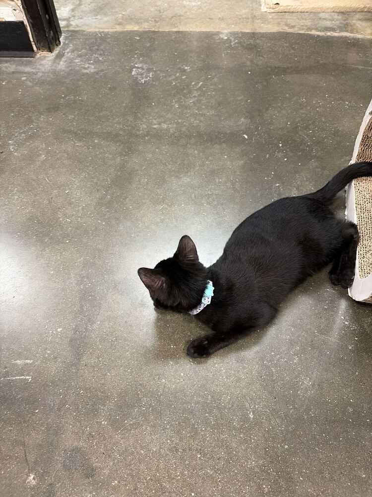Black Berry, Adoptable, Kitten Female Domestic Short Hair.