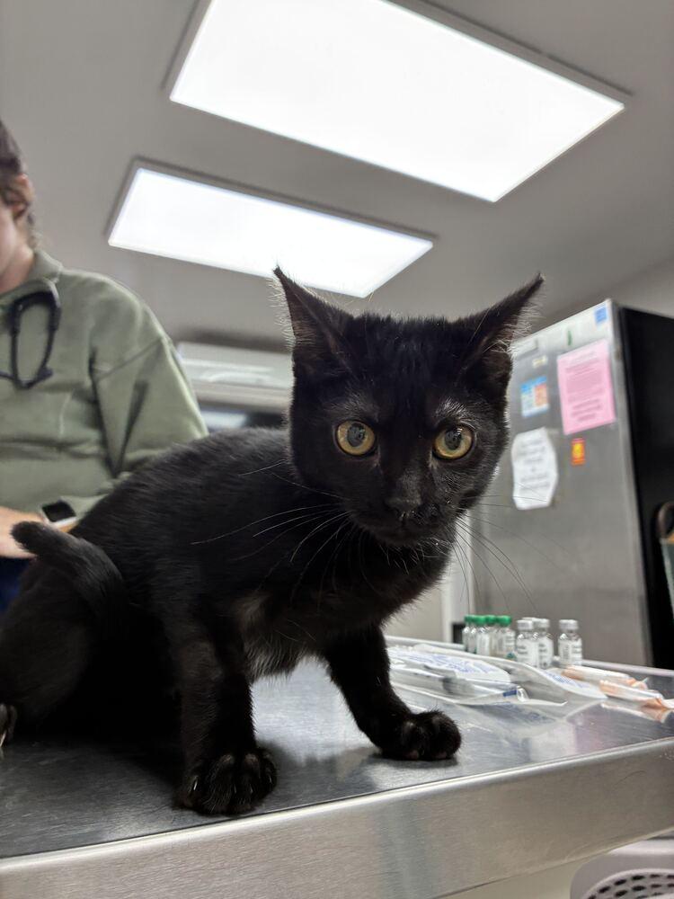 Enlarge Black Berry, a Adoptable Domestic Short Hair in Marietta, GA image 1/1
