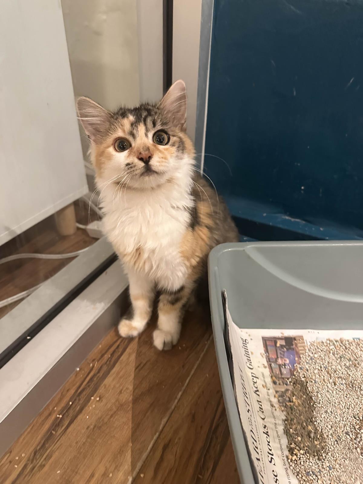 Enlarge Agnes, a Adoptable Domestic Medium Hair in La Jolla, CA image 1/1