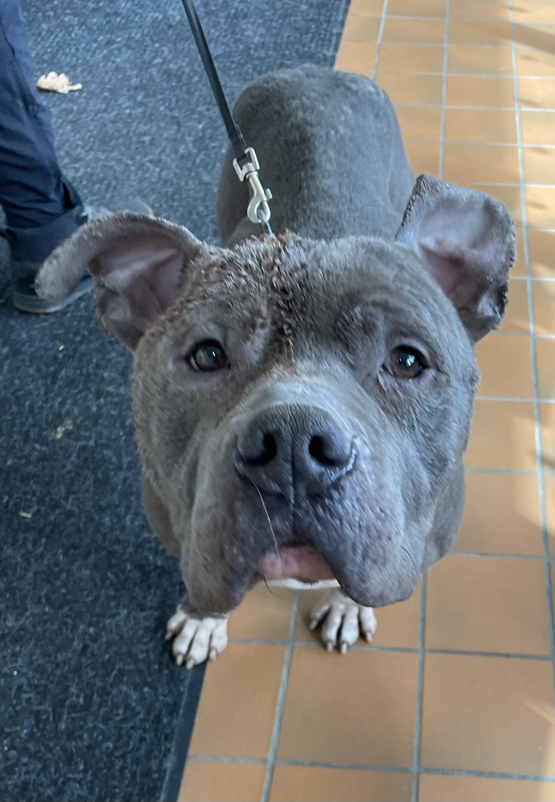 Enlarge Rudy AVAILABLE , a ADOPTABLE Pit Bull Terrier in Canton, OH image 3/4