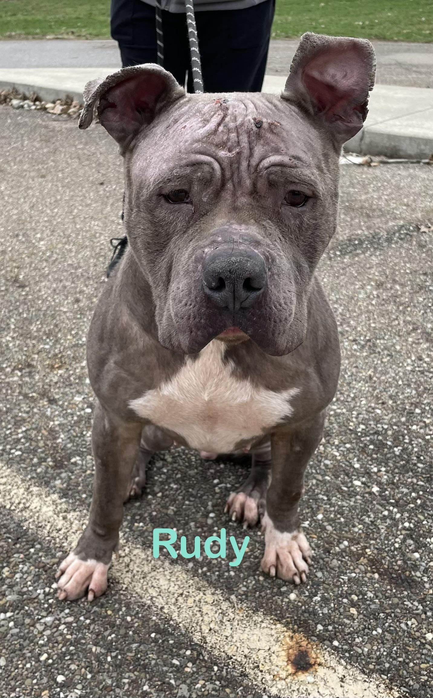 Enlarge Rudy AVAILABLE , a ADOPTABLE Pit Bull Terrier in Canton, OH image 1/4