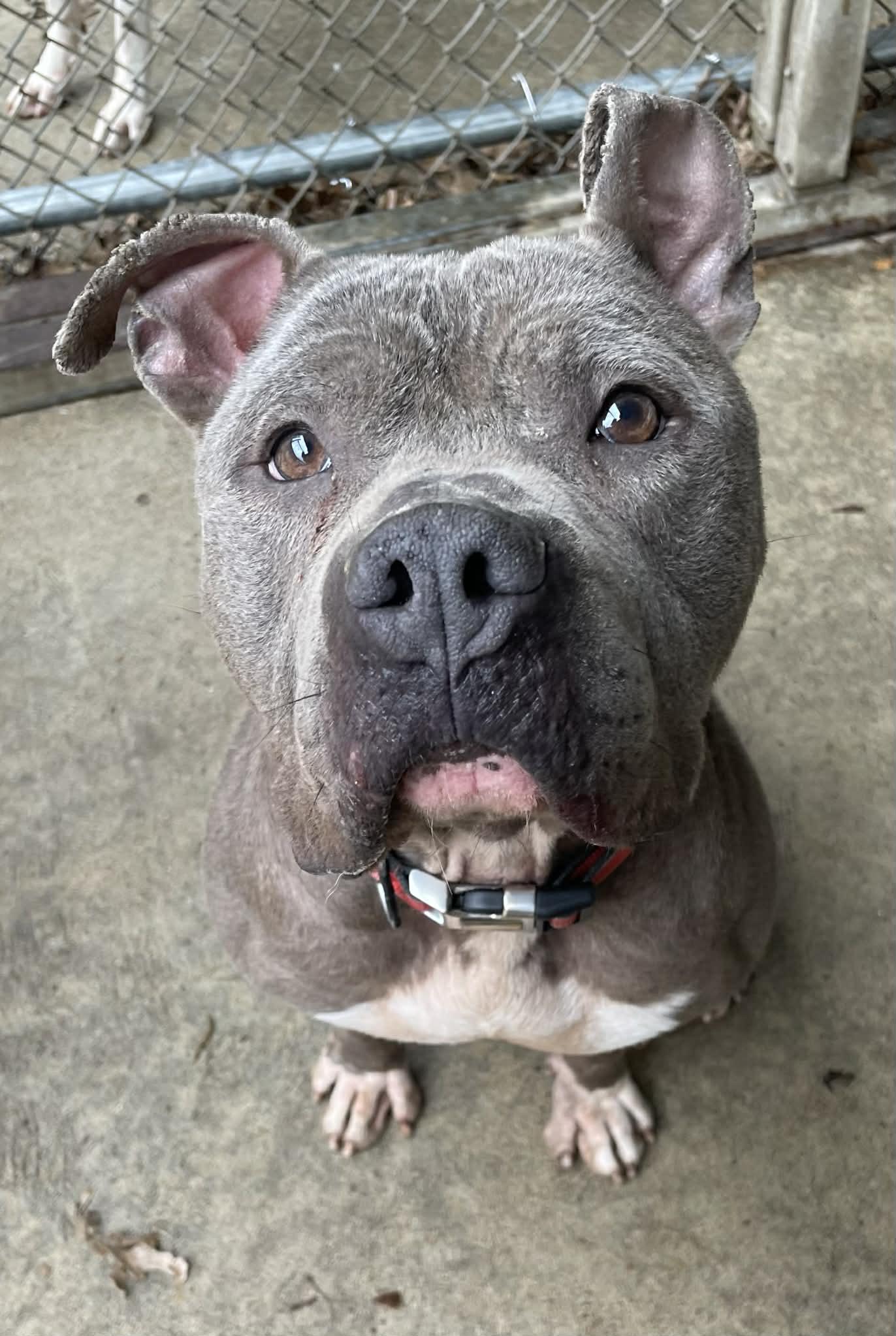 Enlarge Rudy AVAILABLE , a ADOPTABLE Pit Bull Terrier in Canton, OH image 1/5