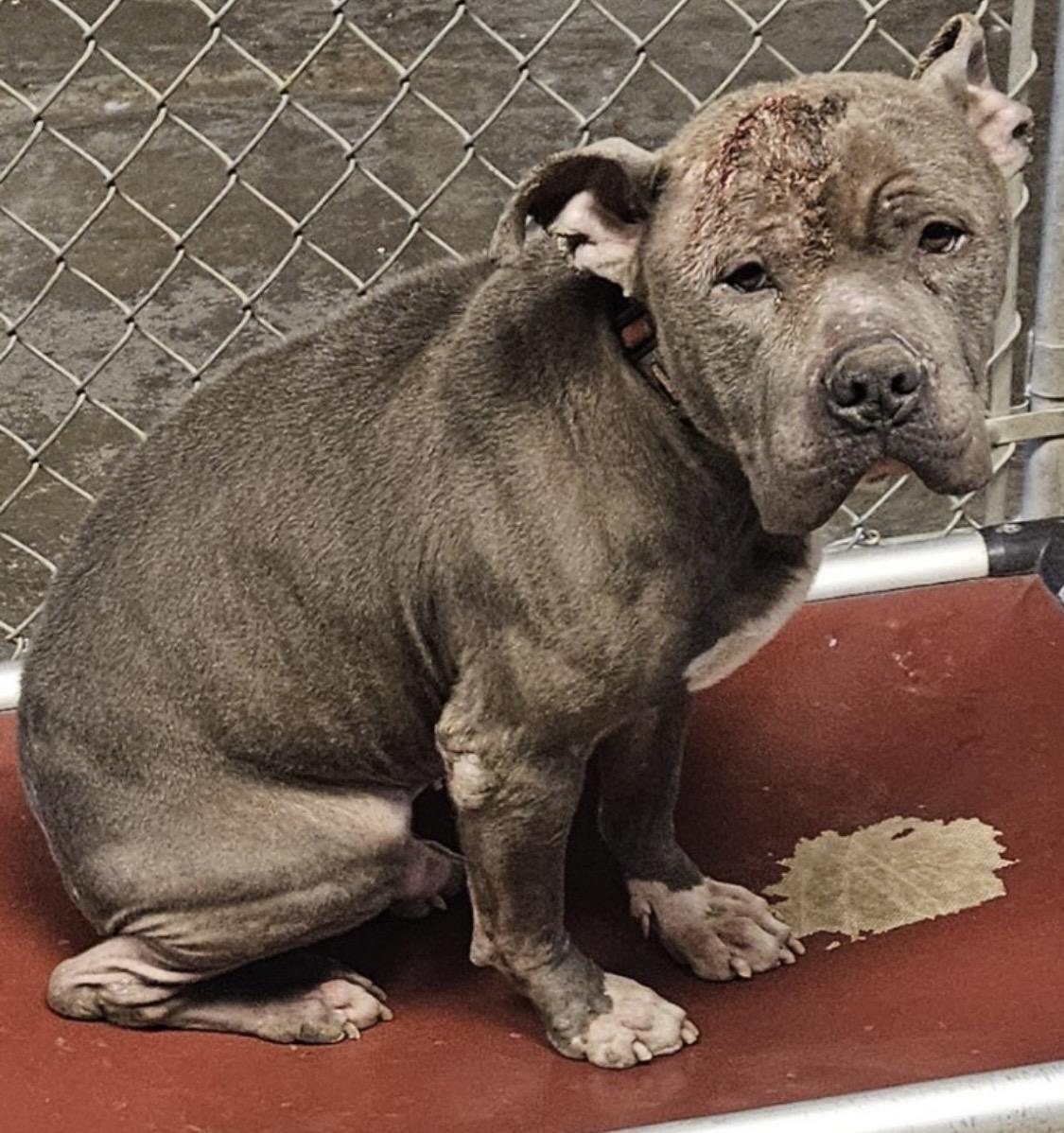 Enlarge Rudy AVAILABLE , a ADOPTABLE Pit Bull Terrier in Canton, OH image 4/4