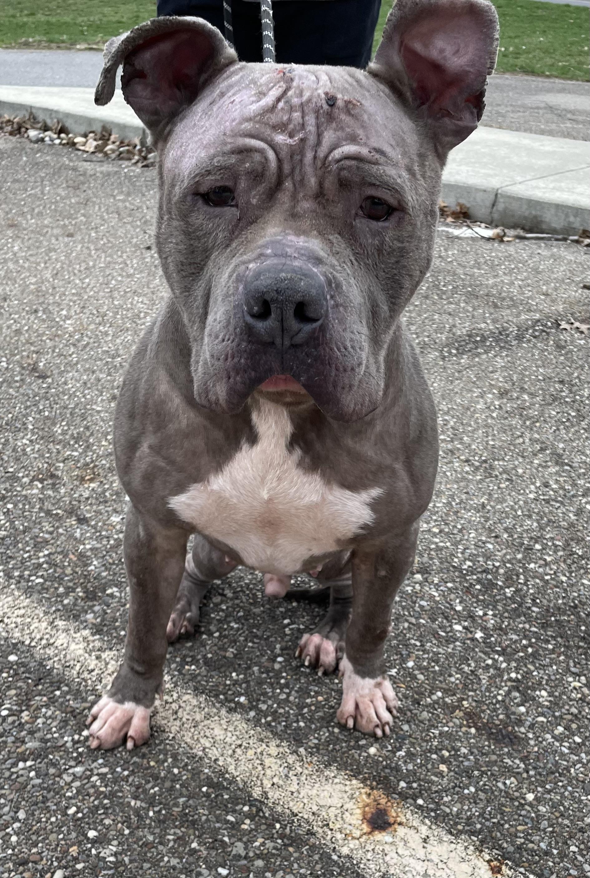 Enlarge Rudy AVAILABLE , a ADOPTABLE Pit Bull Terrier in Canton, OH image 2/4
