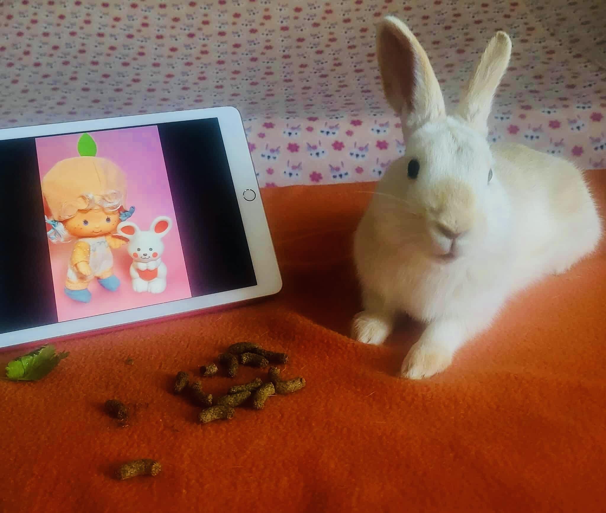 Apricot, Adoptable, Young Male English Spot.