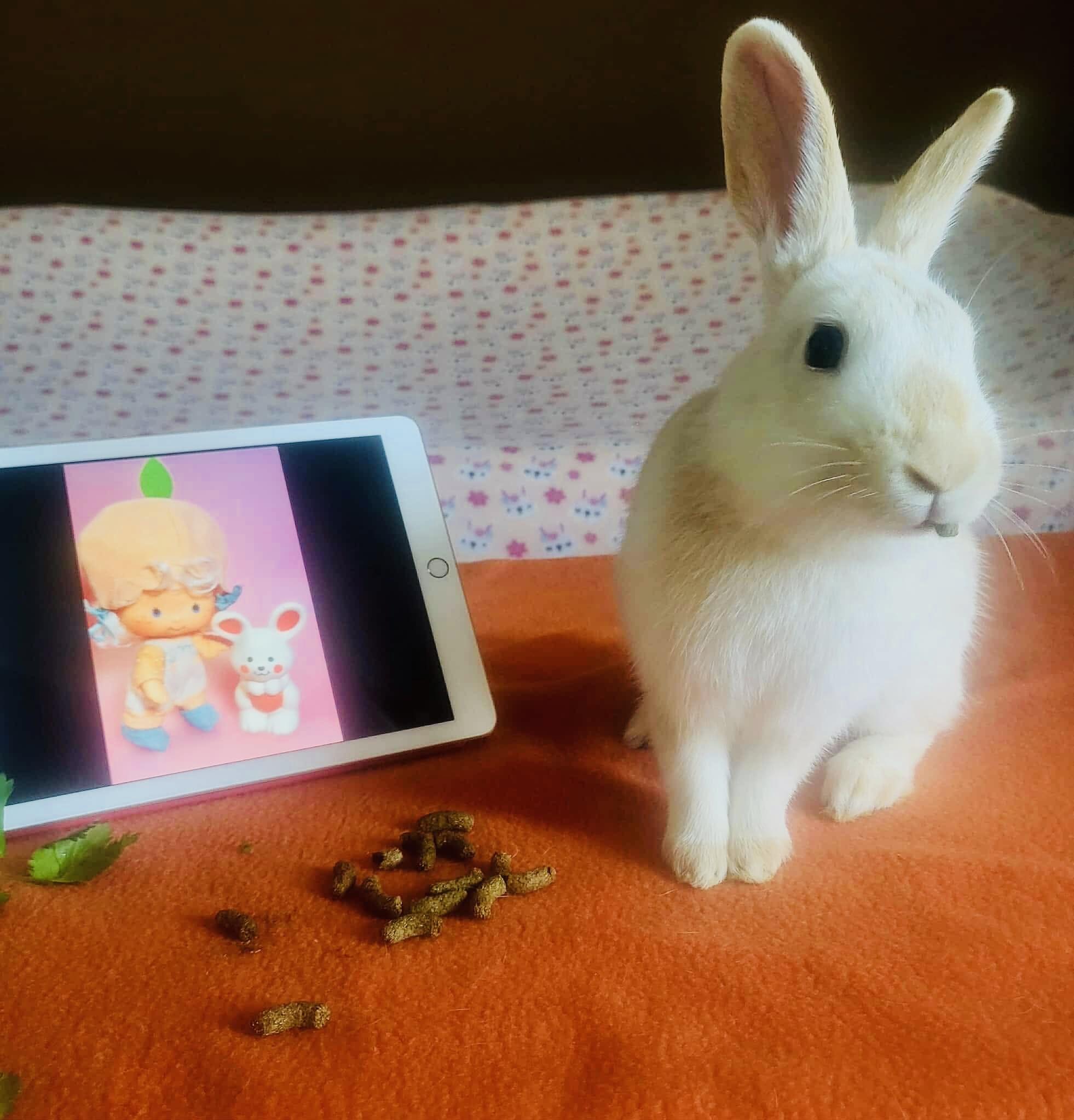 Apricot, Adoptable, Young Male English Spot.