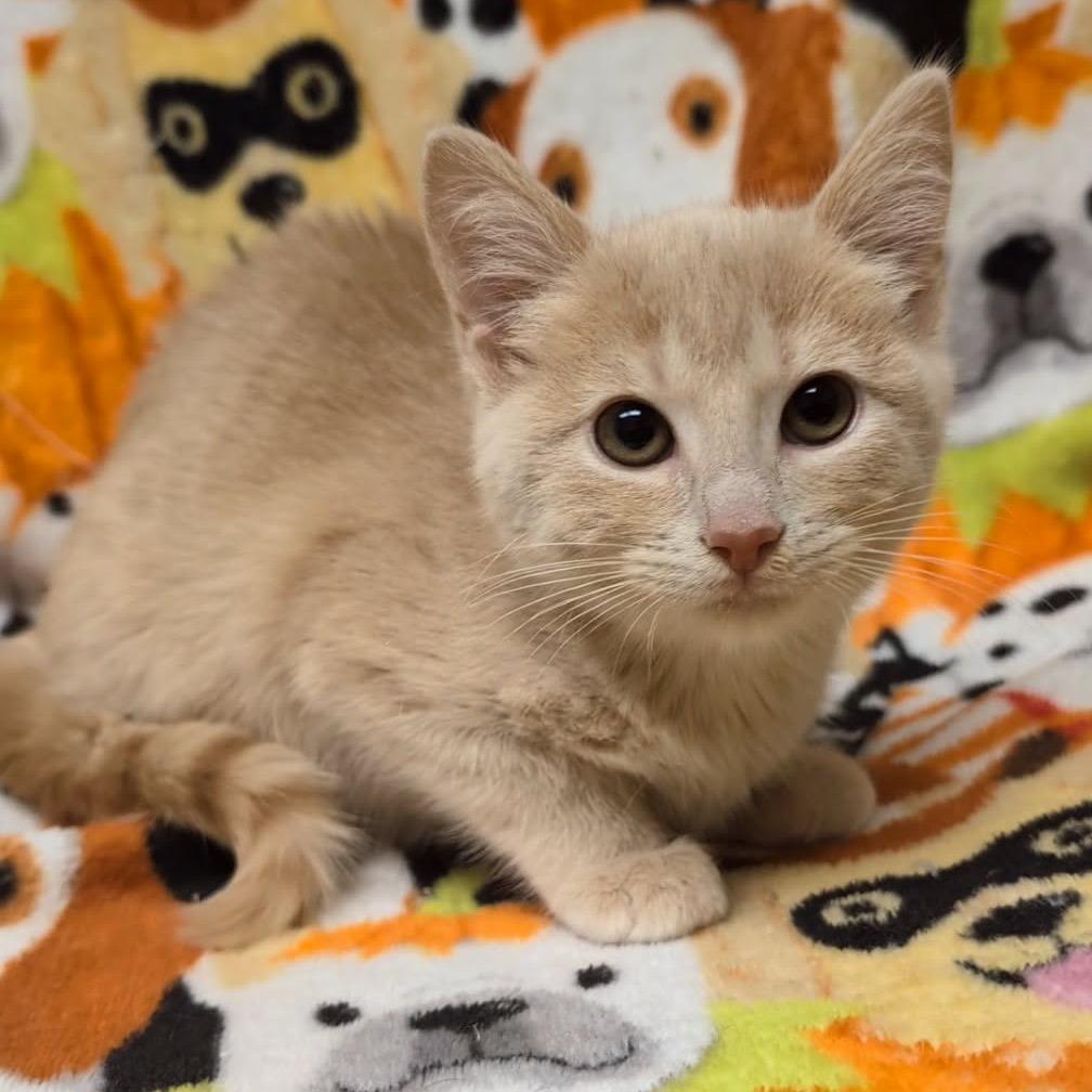 Annabelle, a Adoptable Domestic Short Hair in Corbin, KY image 2/4