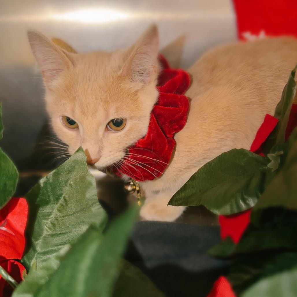 Annabelle, a Adoptable Domestic Short Hair in Corbin, KY image 3/4