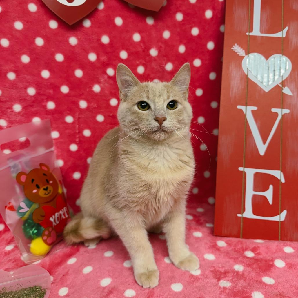 Annabelle, a Adoptable Domestic Short Hair in Corbin, KY image 4/4