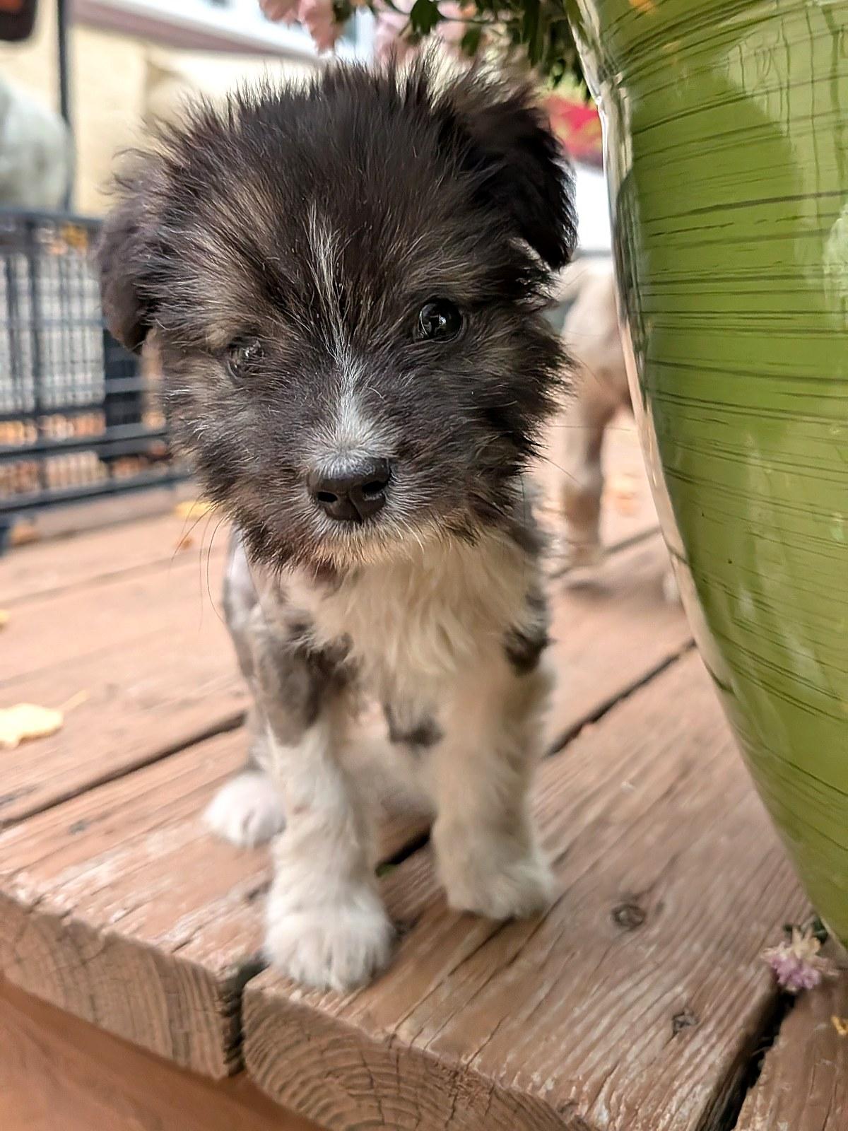 Enlarge Rio, a Adoptable mixed breed in Minneapolis, MN image 5/6