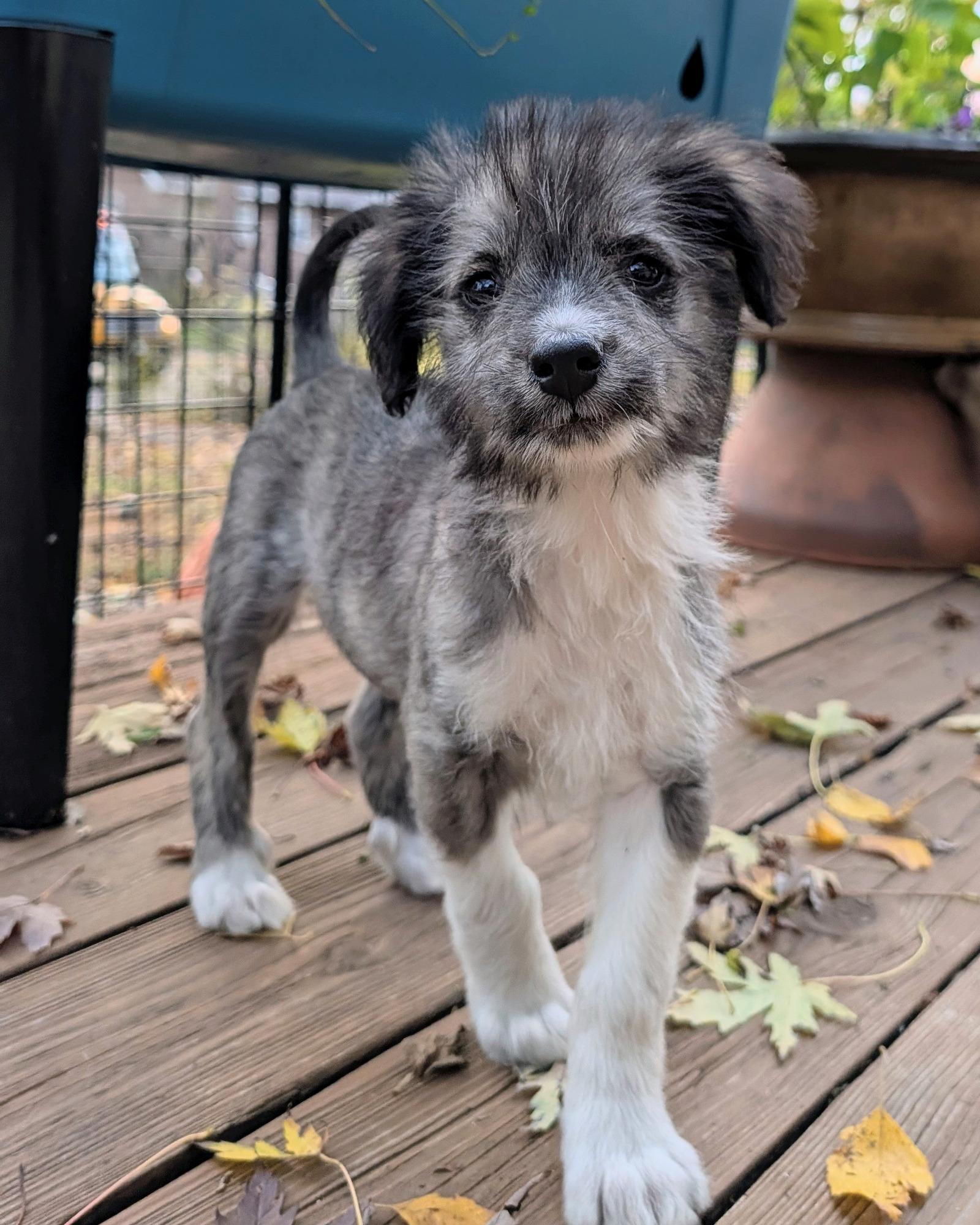 Rio, Adoptable, Puppy Male Terrier & Mixed Breed.