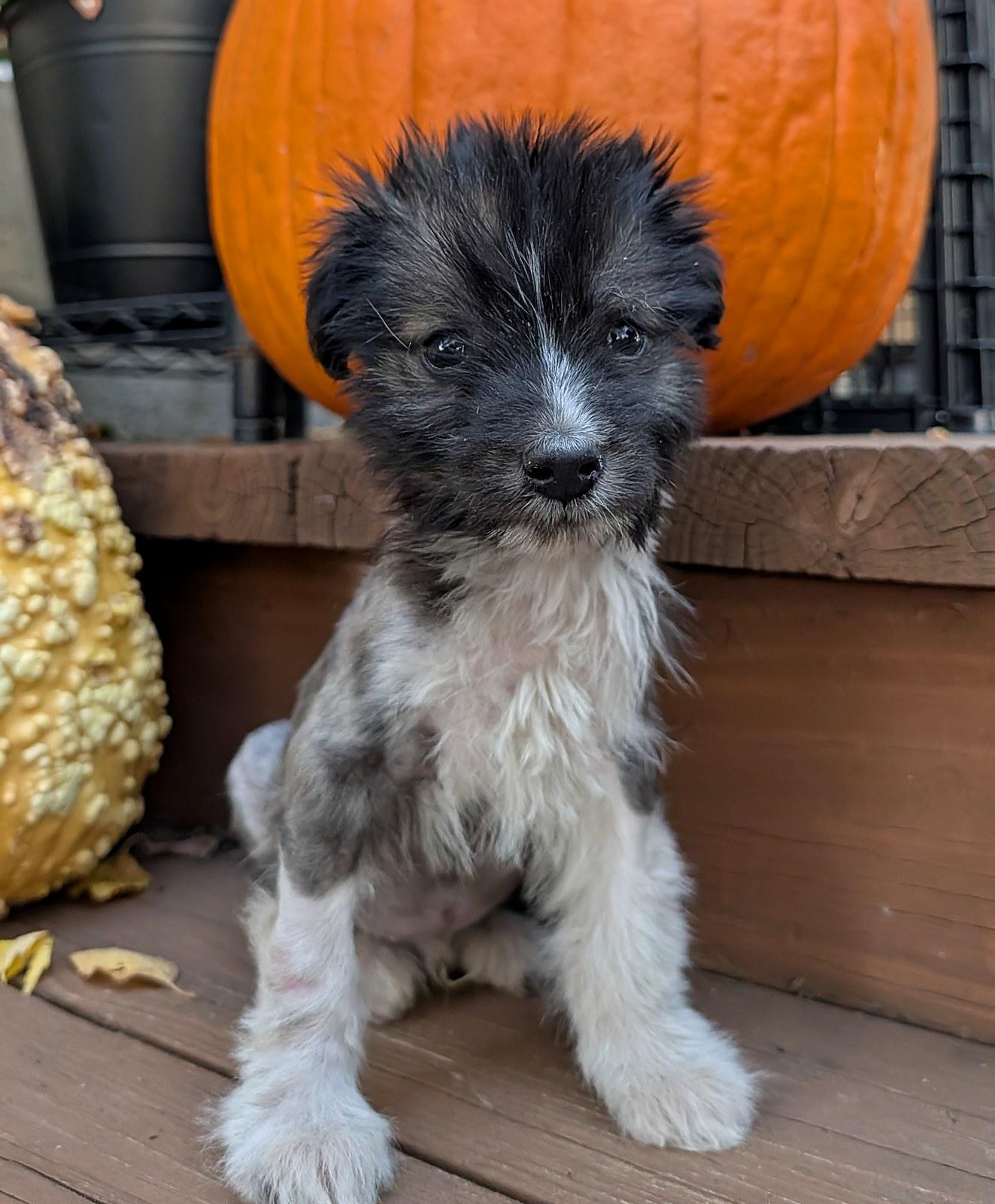 Enlarge Rio, a Adoptable mixed breed in Minneapolis, MN image 1/6