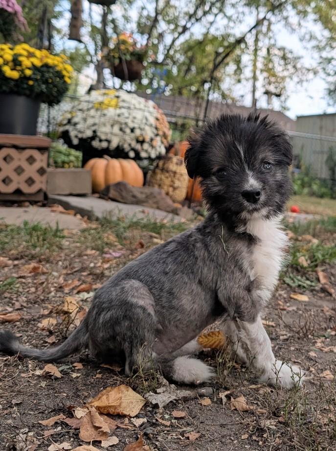Enlarge Rio, a Adoptable mixed breed in Minneapolis, MN image 6/6