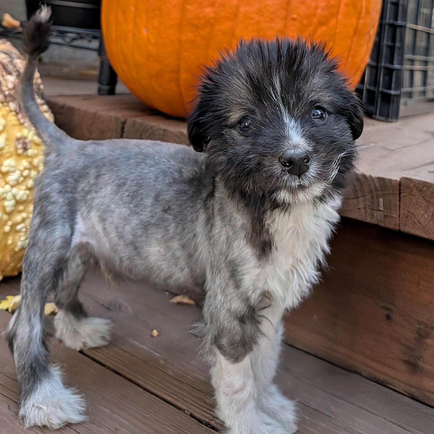 Enlarge Rio, a Adoptable mixed breed in Minneapolis, MN image 3/6