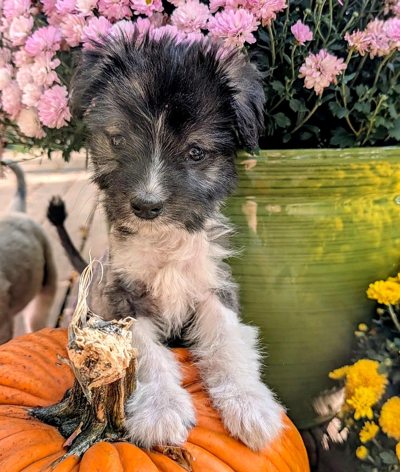 Enlarge Rio, a Adoptable mixed breed in Minneapolis, MN image 4/6