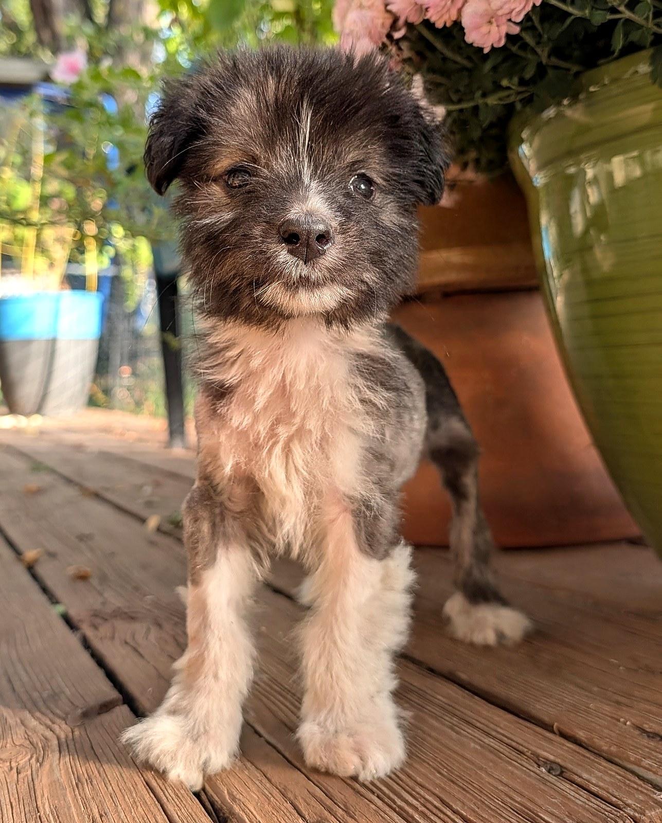 Enlarge Rio, a Adoptable mixed breed in Minneapolis, MN image 2/6