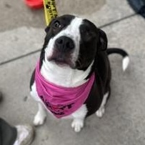 Linly, a Adoptable mixed breed in Roswell, GA image 2/6